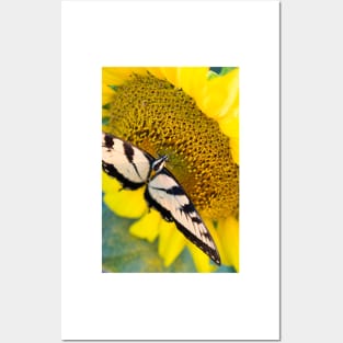 Butterfly on a sunflower Posters and Art